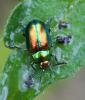 Chrysolina fastuosa